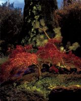 Norlys Sande Terræn Spot